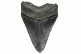 Fossil Megalodon Tooth - South Carolina #368395-1